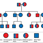 How to Understand Family Lineage Charts