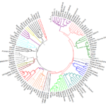 The Evolution of Genealogical Dictionaries Through History
